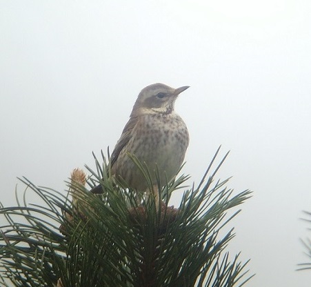 Dusky Thrush