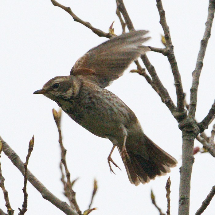 Dusky Thrush