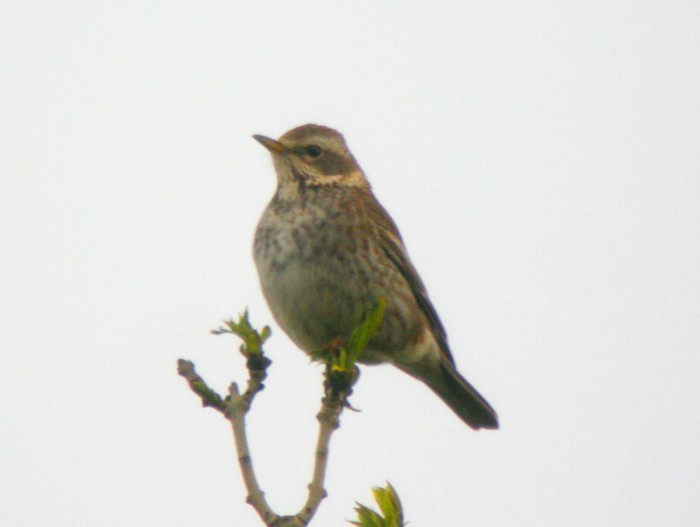 Dusky Thrush