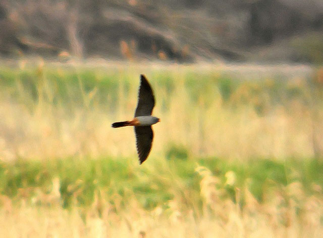 Red-footed Falcon