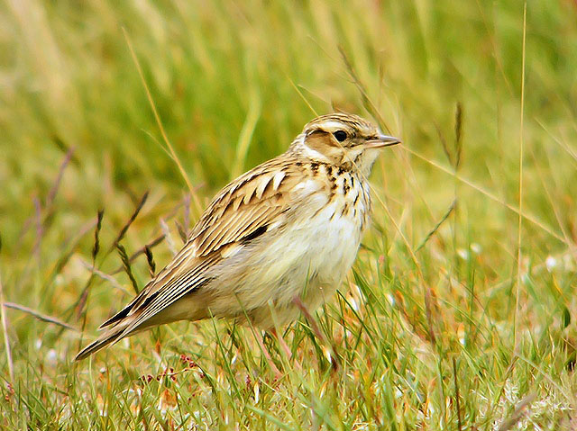 Woodlark