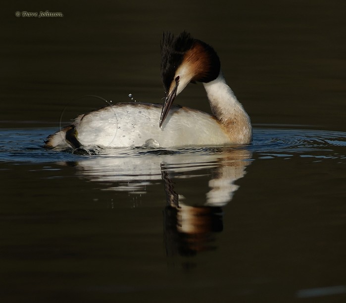 Great Crested Grebe