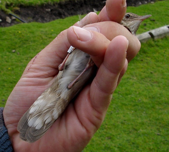 River Warbler