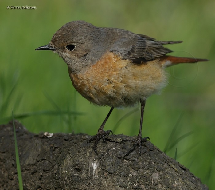 Redstart