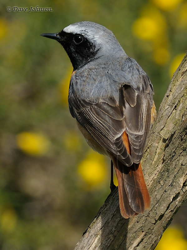 Redstart