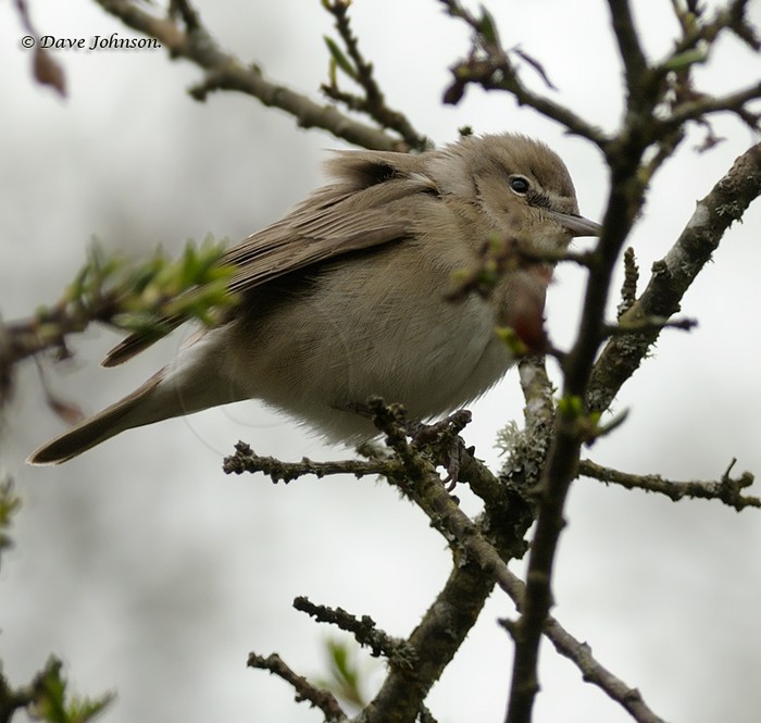 Garden Warbler