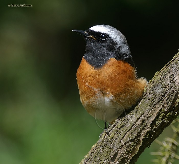 Redstart