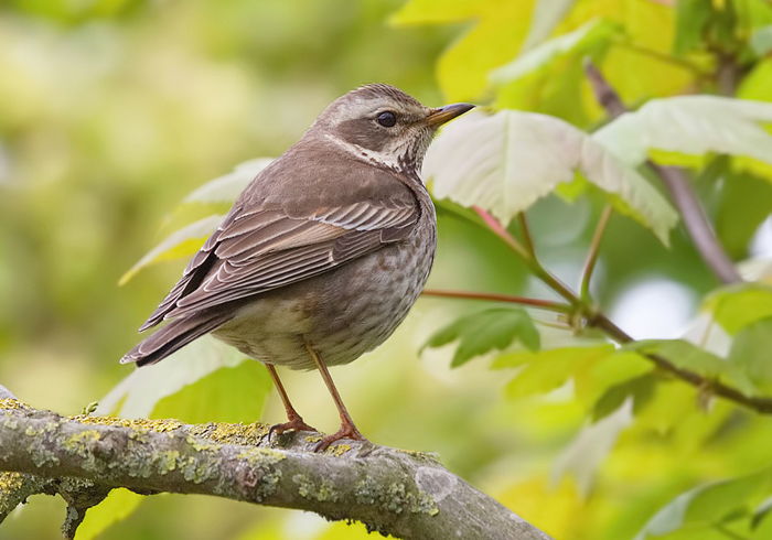 Dusky Thrush