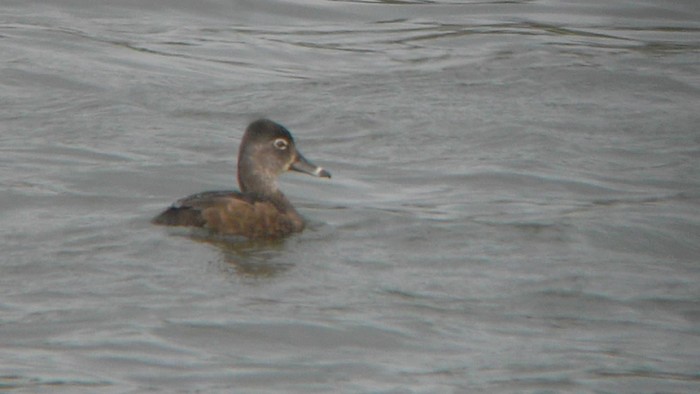 Ring-necked Duck