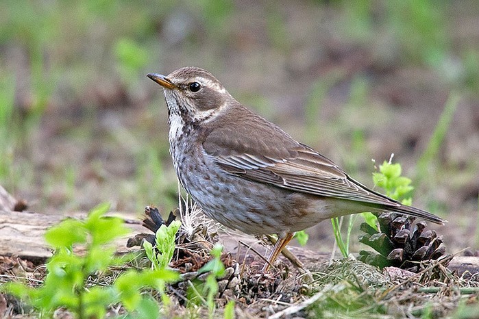 Dusky Thrush