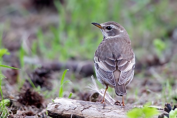Dusky Thrush
