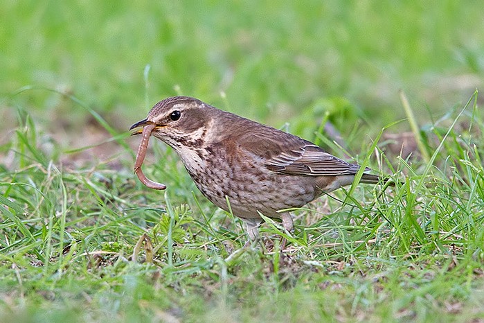 Dusky Thrush