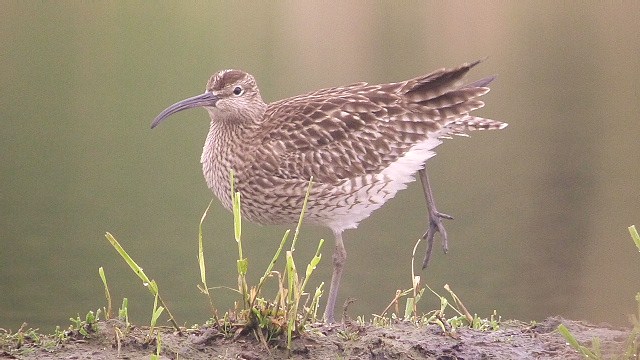 Whimbrel