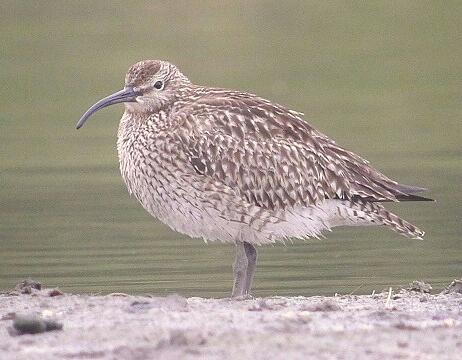 Whimbrel