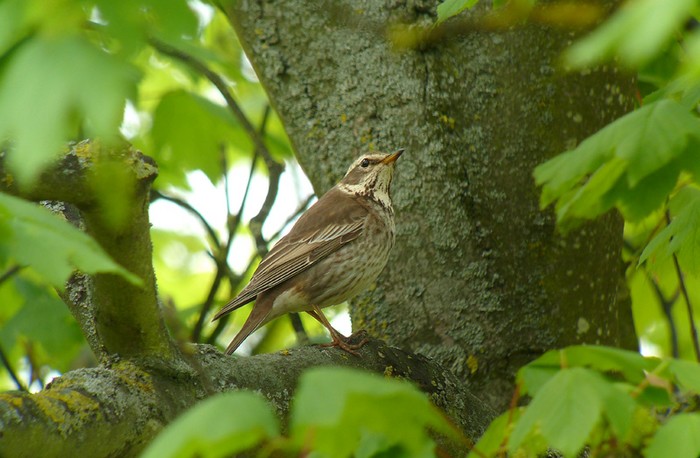 Dusky Thrush