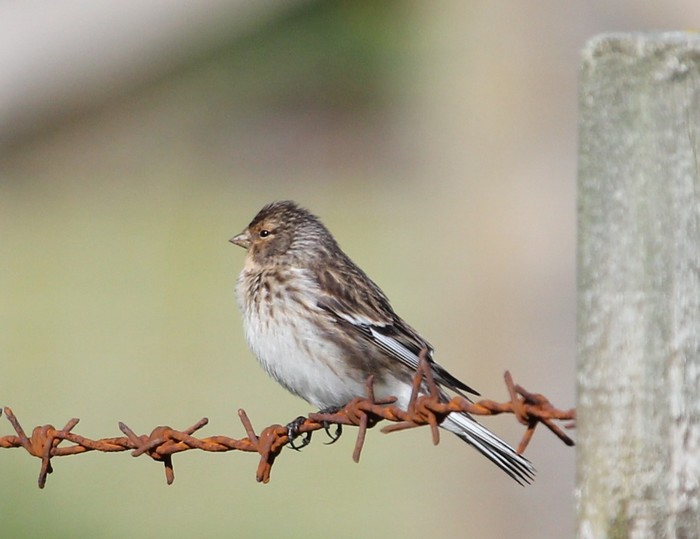 Twite