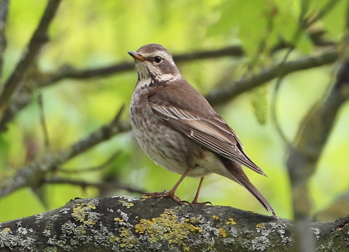 Dusky Thrush
