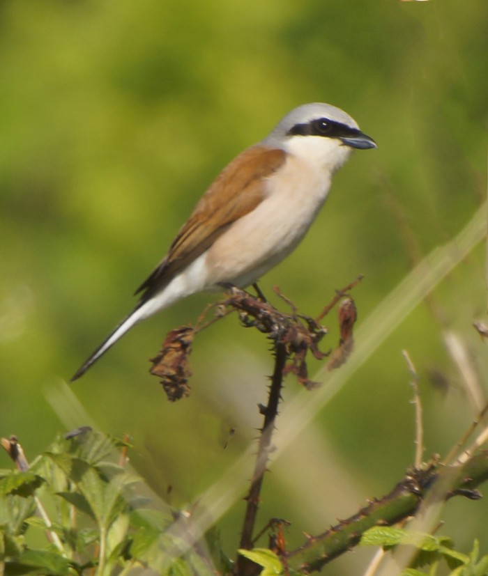 Red-backed Shrike