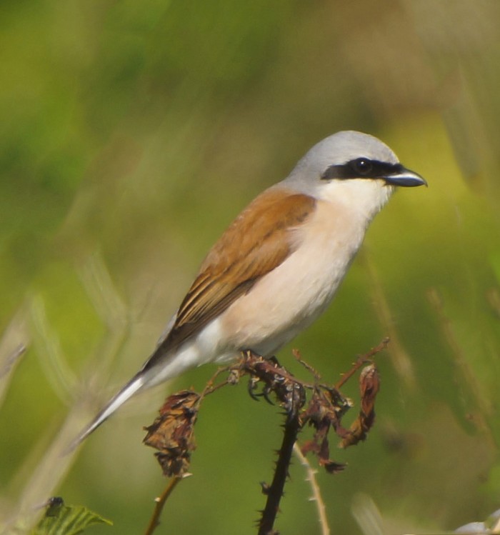 Red-backed Shrike