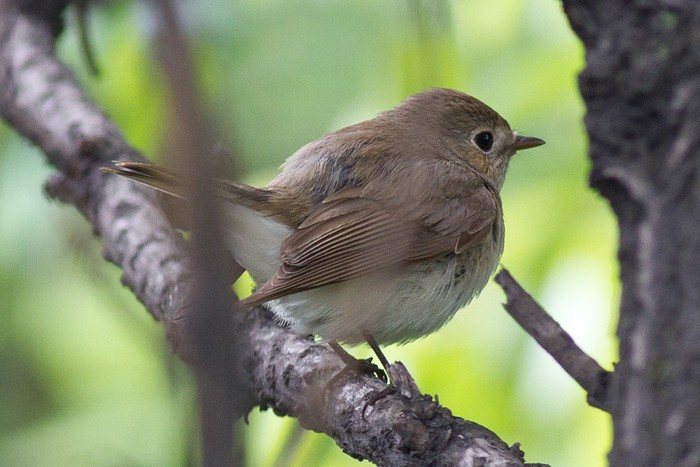 Red-breasted Flycatcher