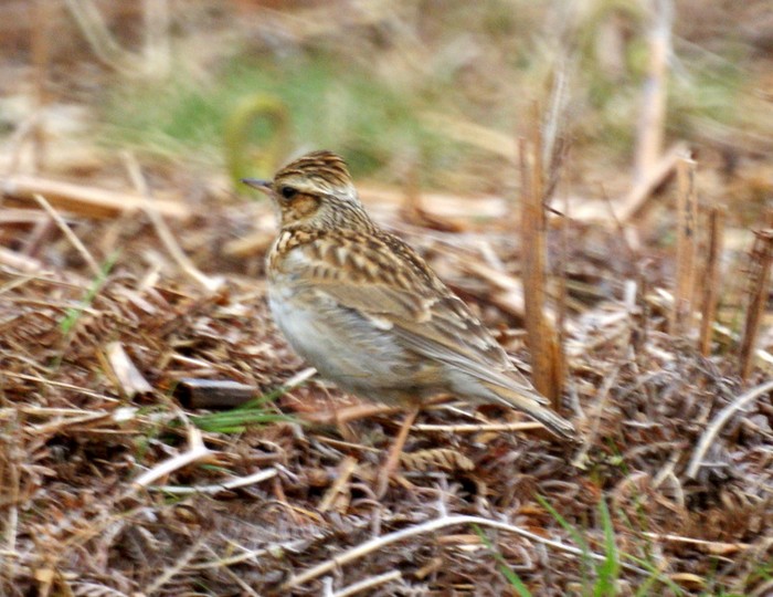Woodlark