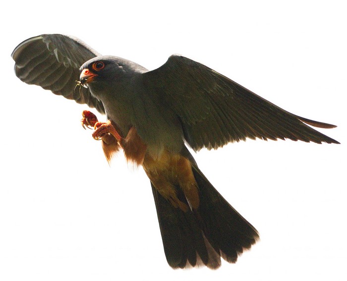 Red-footed Falcon