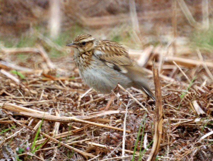 Woodlark