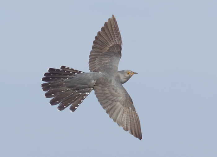 Cuckoo