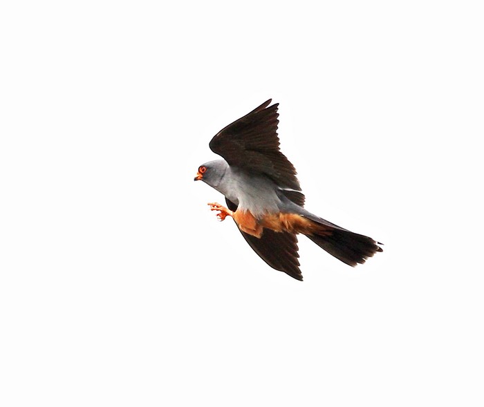 Red-footed Falcon
