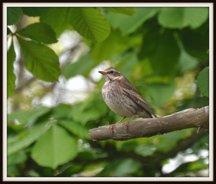 Dusky Thrush