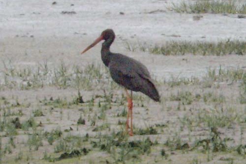 Black Stork