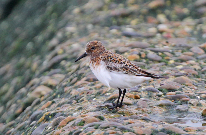Sanderling