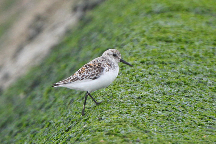 Sanderling