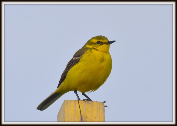 Yellow Wagtail