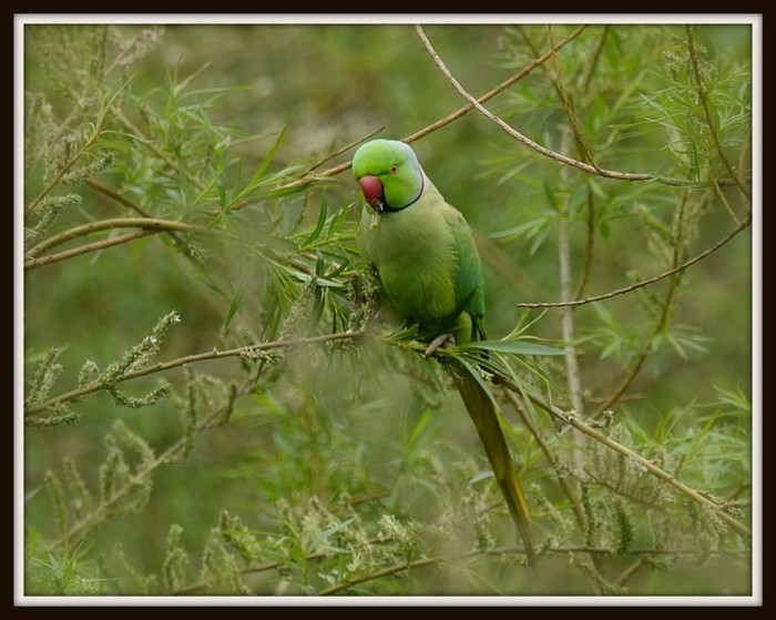 Ring-necked Parakeet