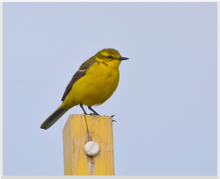 Yellow Wagtail