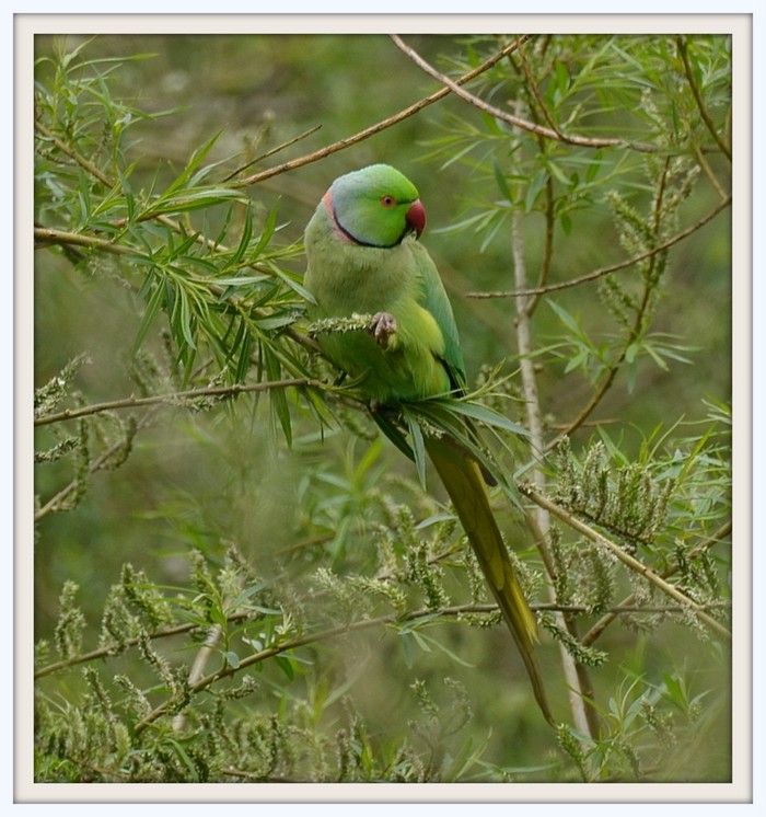 Ring-necked Parakeet