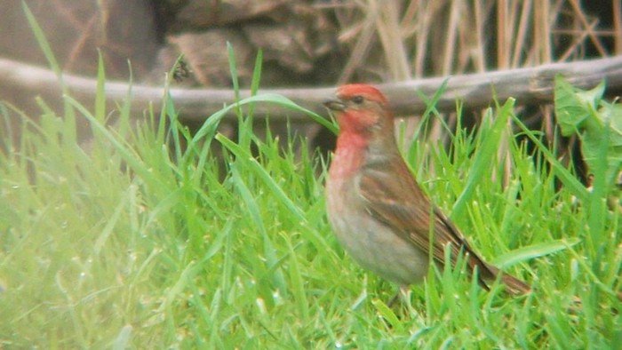 Common Rosefinch