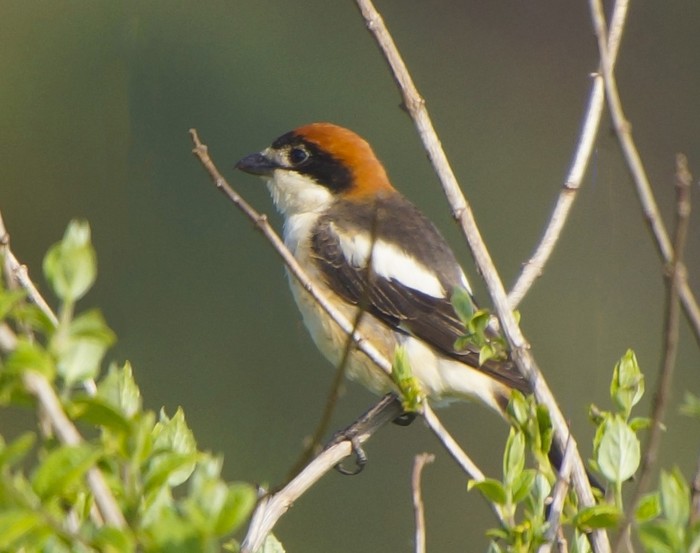Woodchat Shrike