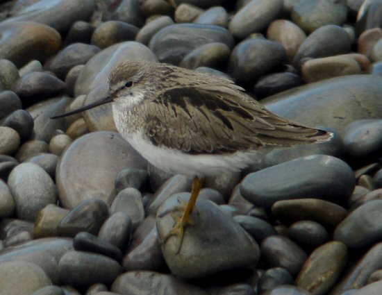 Terek Sandpiper