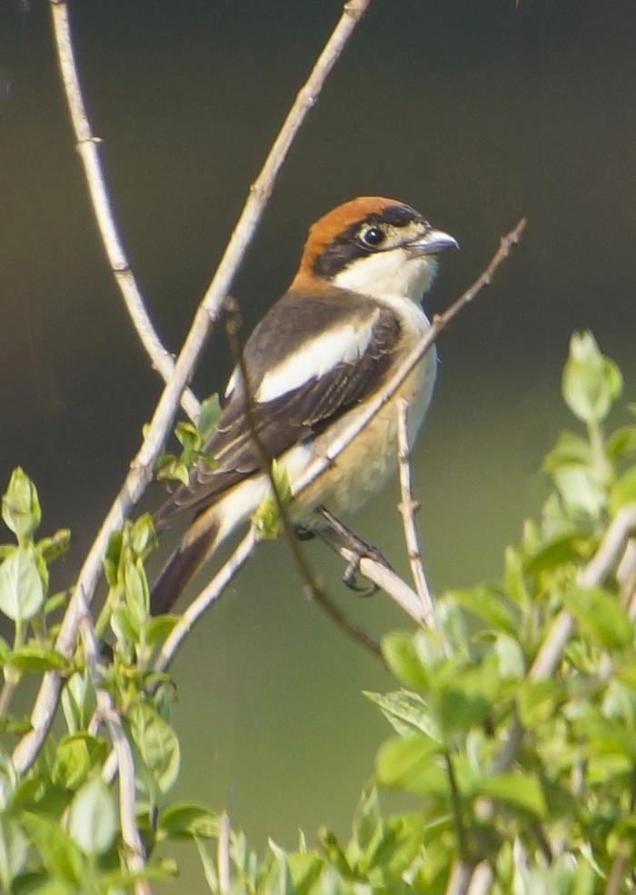 Woodchat Shrike