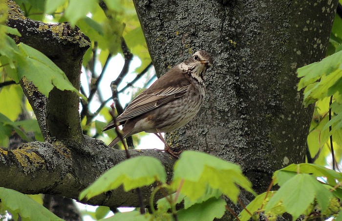 Dusky Thrush