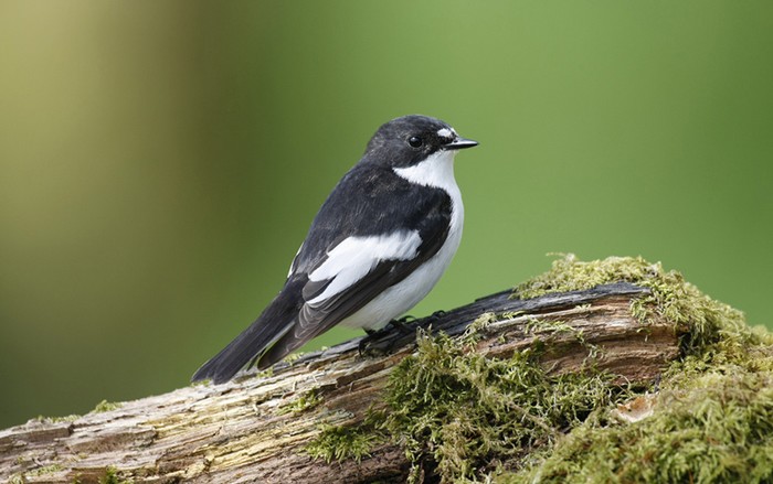 Pied Flycatcher