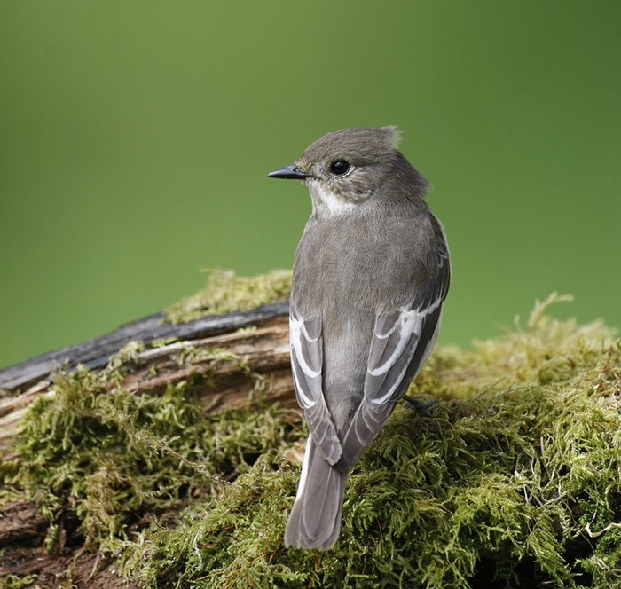 Pied Flycatcher