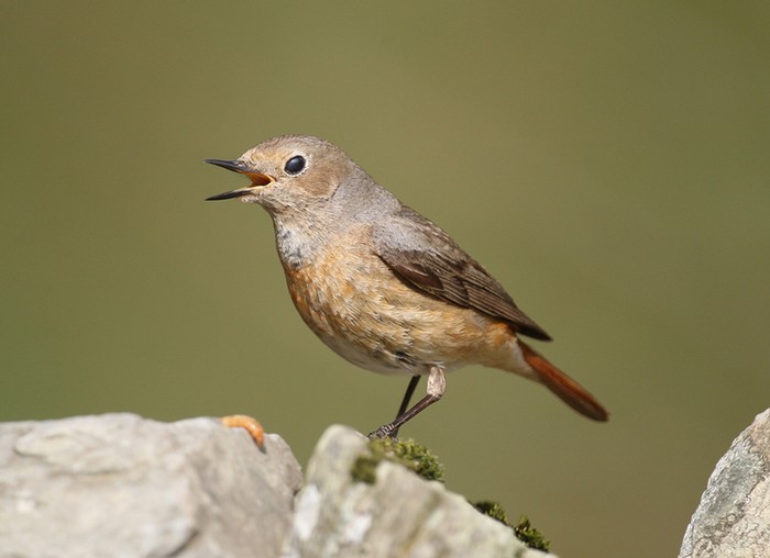 Redstart