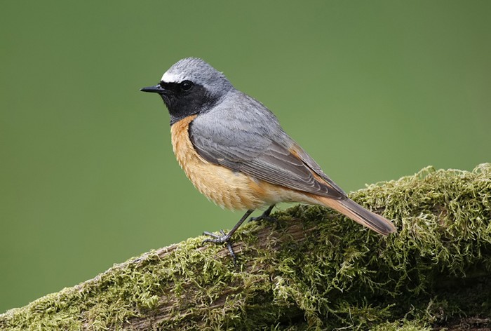 Redstart