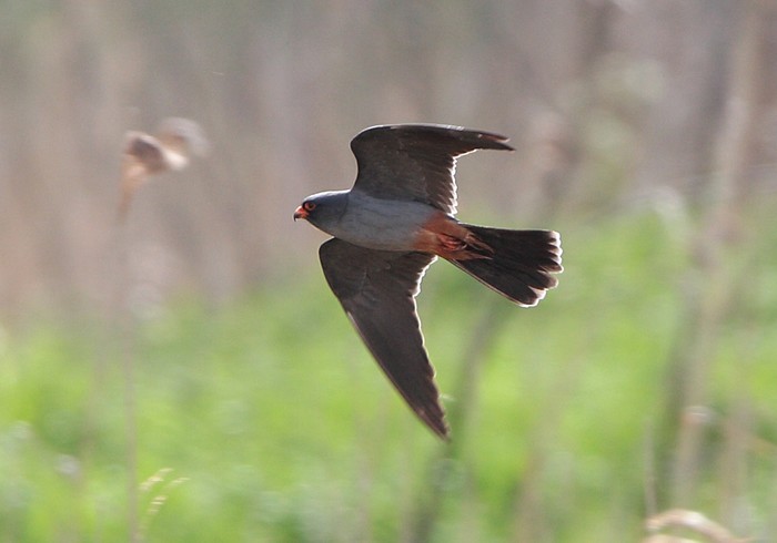 Red-footed Falcon