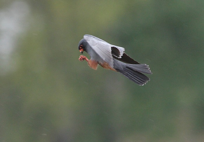 Red-footed Falcon