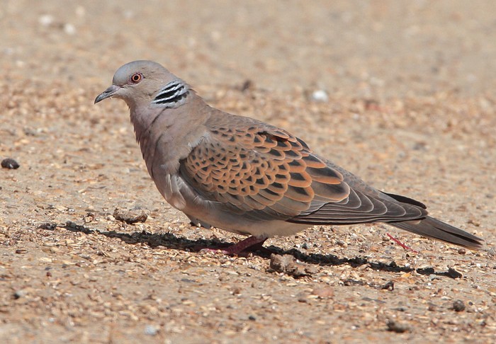 Turtle Dove