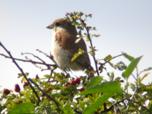Red-backed Shrike
